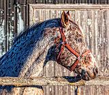 Dappled Horse Profile_26532